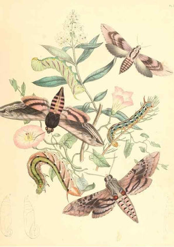 Reproducción/Reproduction 9216531120: British moths and their transformations.. London :W. Smith,1843-45.