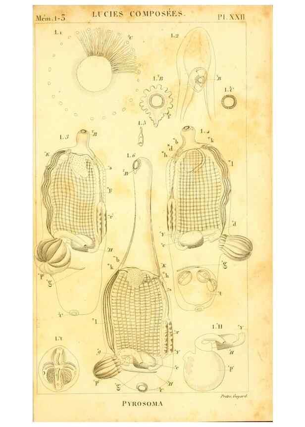 Reproducción/Reproduction 9190238429: Mémoires sur les animaux sans vertèbres /. Paris :G. Dufour,1816.