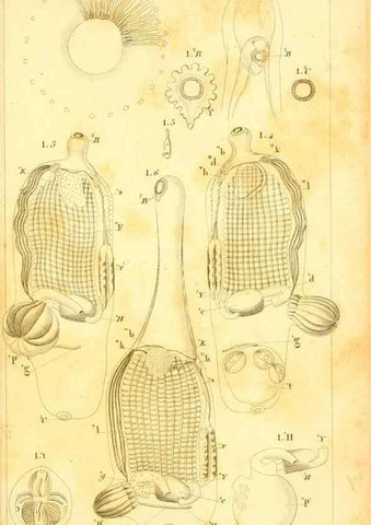 Reproducción/Reproduction 9190238429: Mémoires sur les animaux sans vertèbres /. Paris :G. Dufour,1816.