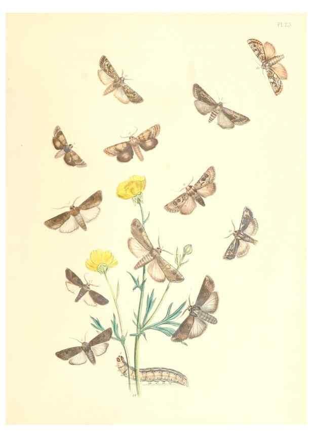 Reproducción/Reproduction 9216553802: British moths and their transformations.. London :W. Smith,1843-45.
