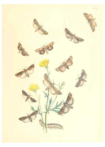 Reproducción/Reproduction 9216553802: British moths and their transformations.. London :W. Smith,1843-45.