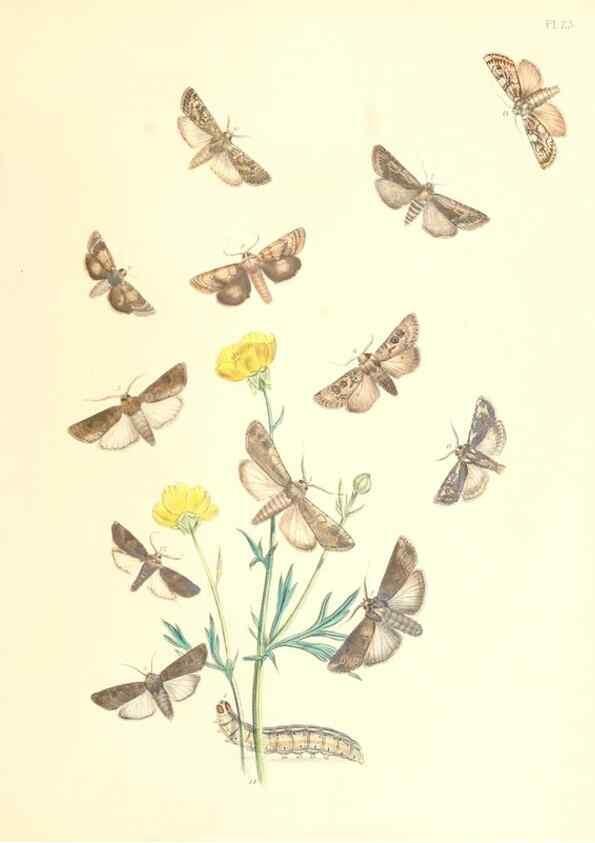 Reproducción/Reproduction 9216553802: British moths and their transformations.. London :W. Smith,1843-45.