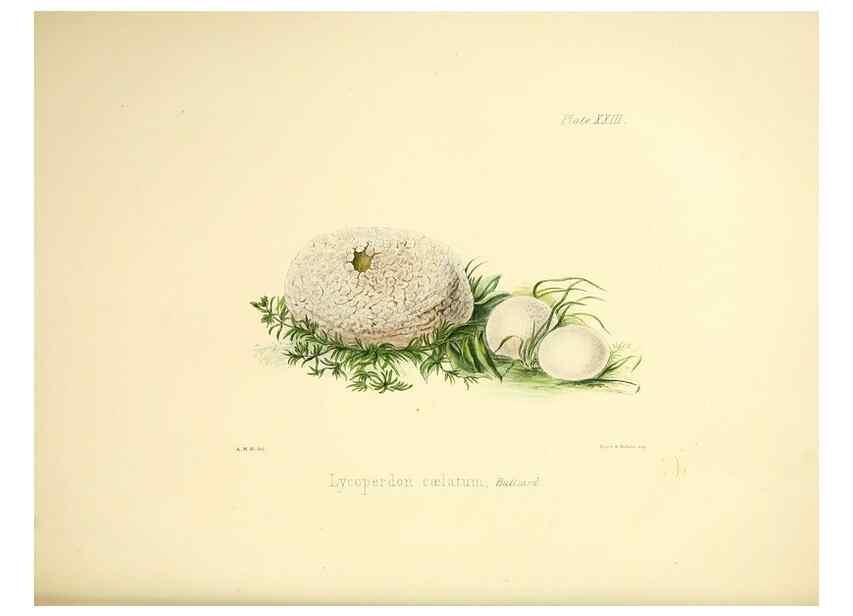 Reproducción/Reproduction 9184949482: Illustrations of British mycology,. London,Reeve, Benham and Reeve,1847-55.