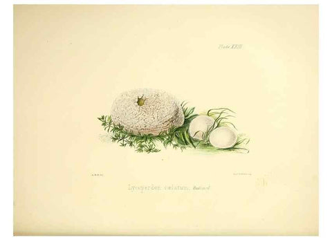 Reproducción/Reproduction 9184949482: Illustrations of British mycology,. London,Reeve, Benham and Reeve,1847-55.