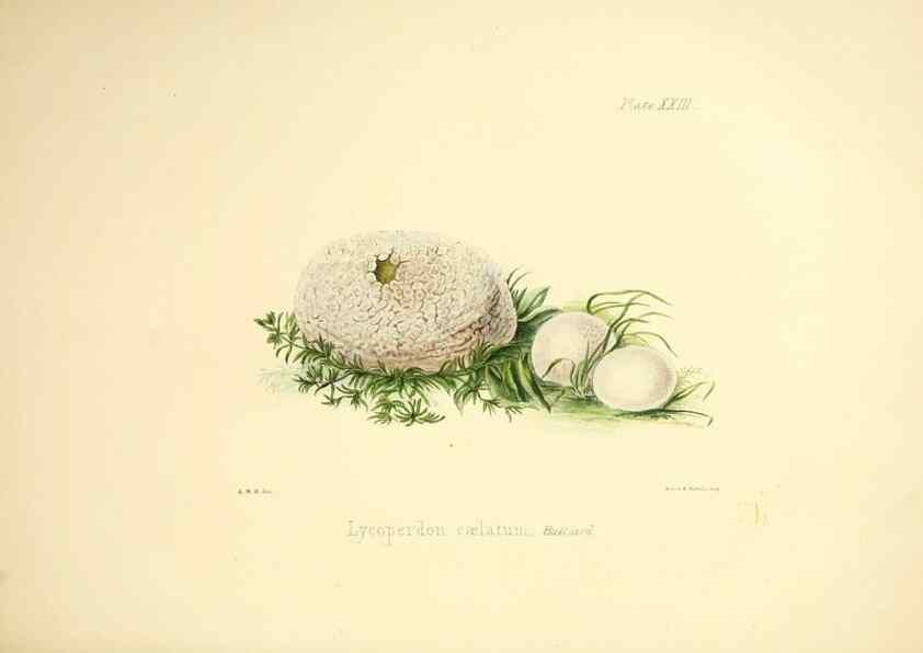 Reproducción/Reproduction 9184949482: Illustrations of British mycology,. London,Reeve, Benham and Reeve,1847-55.