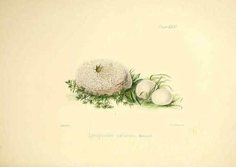 Reproducción/Reproduction 9184949482: Illustrations of British mycology,. London,Reeve, Benham and Reeve,1847-55.