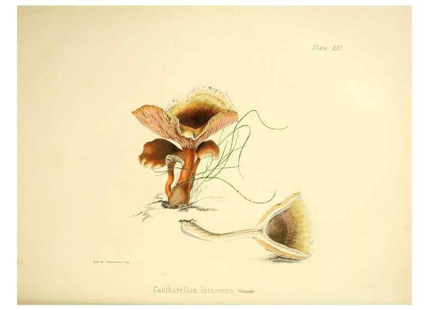 Reproducción/Reproduction 9182731929: Illustrations of British mycology,. London,Reeve, Benham and Reeve,1847-55.