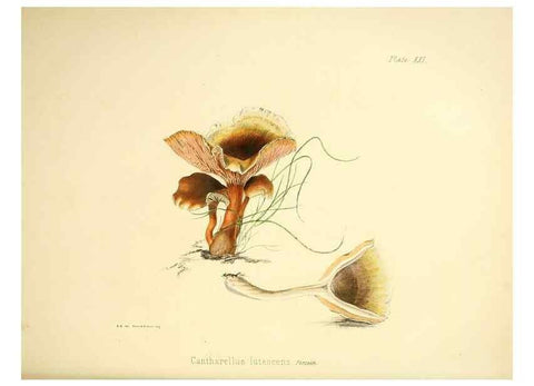 Reproducción/Reproduction 9182731929: Illustrations of British mycology,. London,Reeve, Benham and Reeve,1847-55.