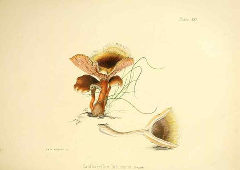 Reproducción/Reproduction 9182731929: Illustrations of British mycology,. London,Reeve, Benham and Reeve,1847-55.