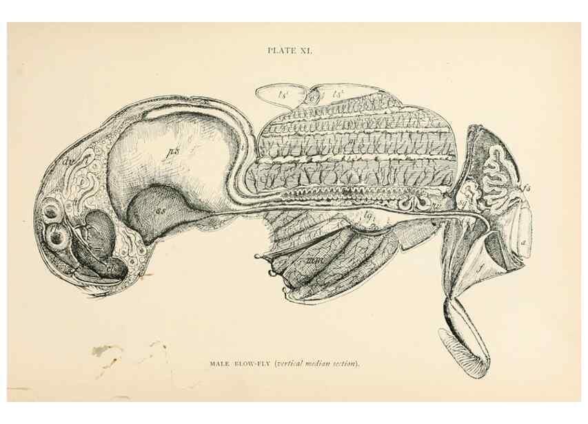 Reproducción/Reproduction 9127775794: The anatomy, physiology, morphology and development of the blow-fly (Calliphora erythrocephala). London,Published for the author by R. H. Porter,1890-95.