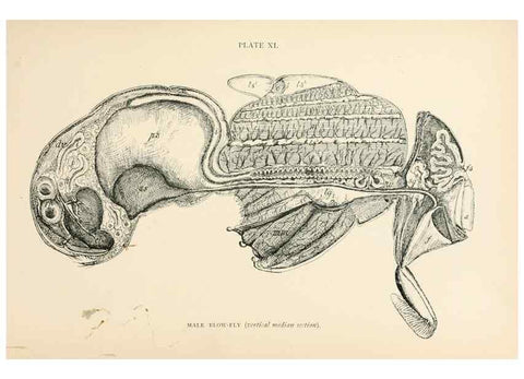 Reproducción/Reproduction 9127775794: The anatomy, physiology, morphology and development of the blow-fly (Calliphora erythrocephala). London,Published for the author by R. H. Porter,1890-95.
