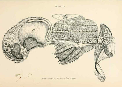 Reproducción/Reproduction 9127775794: The anatomy, physiology, morphology and development of the blow-fly (Calliphora erythrocephala). London,Published for the author by R. H. Porter,1890-95.