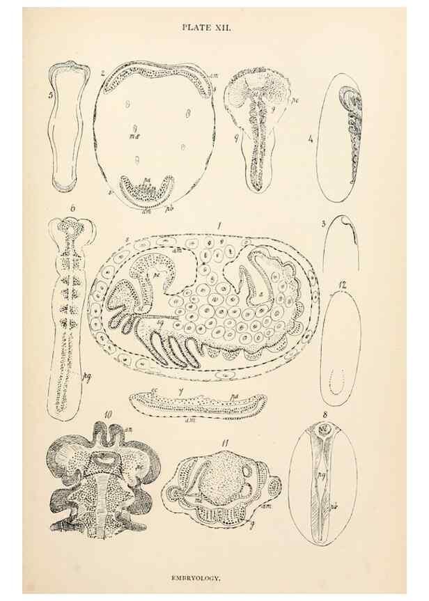 Reproducción/Reproduction 9127778054: The anatomy, physiology, morphology and development of the blow-fly (Calliphora erythrocephala). London,Published for the author by R. H. Porter,1890-95.