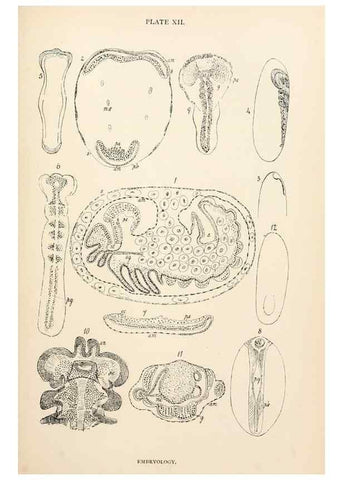 Reproducción/Reproduction 9127778054: The anatomy, physiology, morphology and development of the blow-fly (Calliphora erythrocephala). London,Published for the author by R. H. Porter,1890-95.