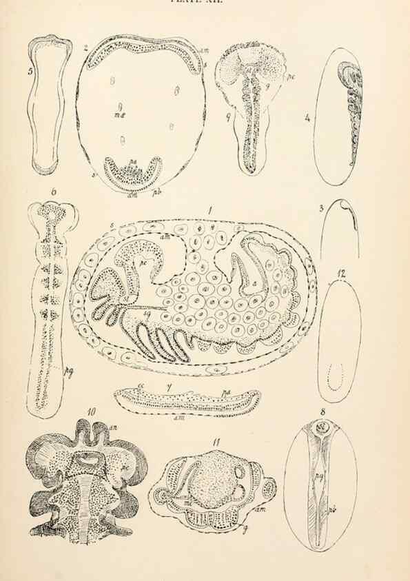 Reproducción/Reproduction 9127778054: The anatomy, physiology, morphology and development of the blow-fly (Calliphora erythrocephala). London,Published for the author by R. H. Porter,1890-95.