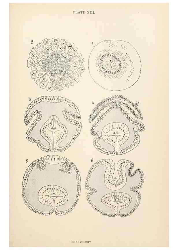 Reproducción/Reproduction 9125560469: The anatomy, physiology, morphology and development of the blow-fly (Calliphora erythrocephala). London,Published for the author by R. H. Porter,1890-95.