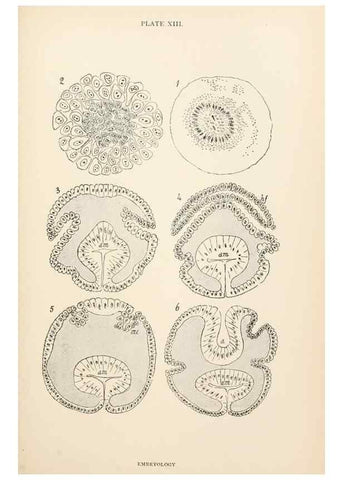 Reproducción/Reproduction 9125560469: The anatomy, physiology, morphology and development of the blow-fly (Calliphora erythrocephala). London,Published for the author by R. H. Porter,1890-95.