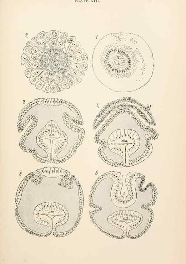 Reproducción/Reproduction 9125560469: The anatomy, physiology, morphology and development of the blow-fly (Calliphora erythrocephala). London,Published for the author by R. H. Porter,1890-95.