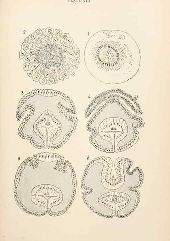Reproducción/Reproduction 9125560469: The anatomy, physiology, morphology and development of the blow-fly (Calliphora erythrocephala). London,Published for the author by R. H. Porter,1890-95.