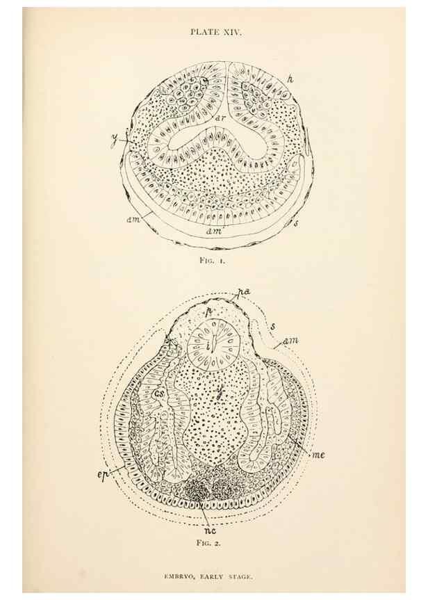 Reproducción/Reproduction 9125562285: The anatomy, physiology, morphology and development of the blow-fly (Calliphora erythrocephala). London,Published for the author by R. H. Porter,1890-95.