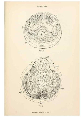 Reproducción/Reproduction 9125562285: The anatomy, physiology, morphology and development of the blow-fly (Calliphora erythrocephala). London,Published for the author by R. H. Porter,1890-95.