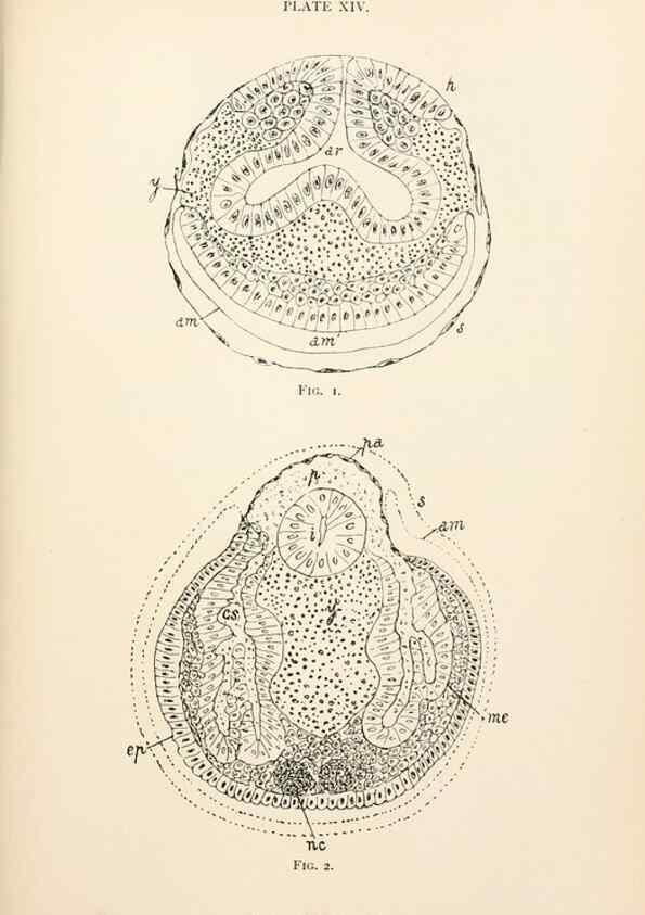 Reproducción/Reproduction 9125562285: The anatomy, physiology, morphology and development of the blow-fly (Calliphora erythrocephala). London,Published for the author by R. H. Porter,1890-95.