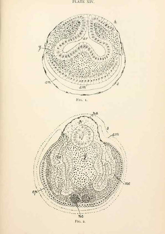 Reproducción/Reproduction 9125562285: The anatomy, physiology, morphology and development of the blow-fly (Calliphora erythrocephala). London,Published for the author by R. H. Porter,1890-95.