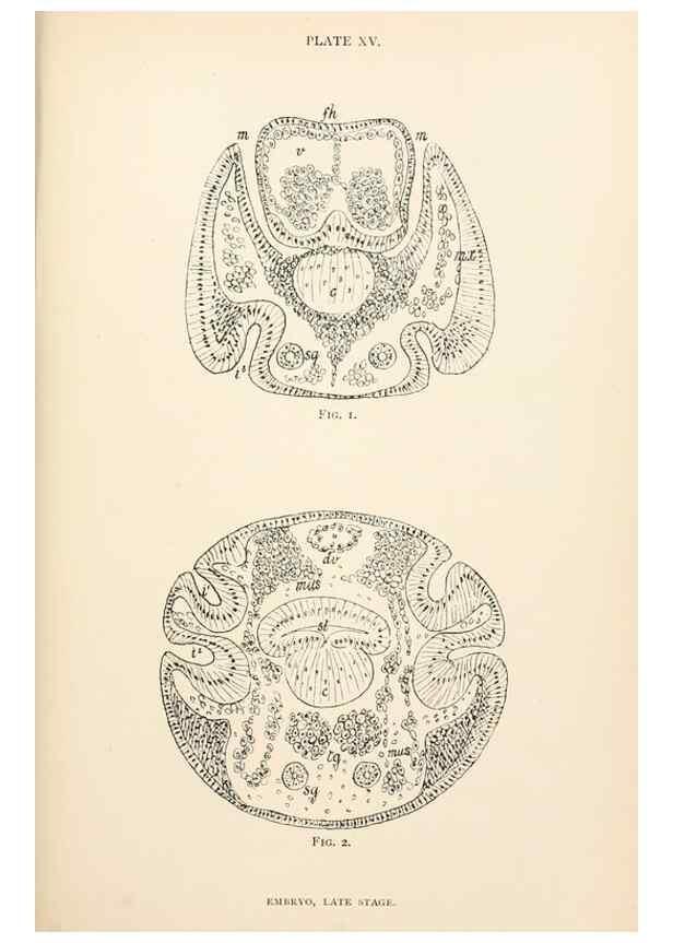 Reproducción/Reproduction 9127783666: The anatomy, physiology, morphology and development of the blow-fly (Calliphora erythrocephala). London,Published for the author by R. H. Porter,1890-95.