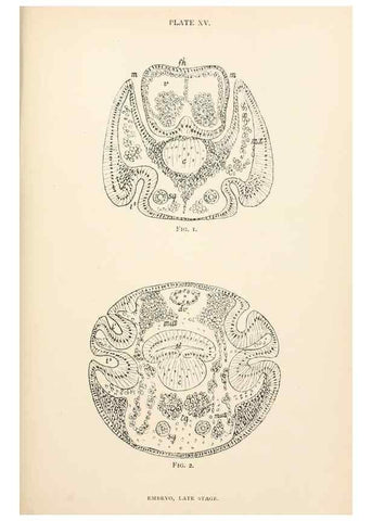 Reproducción/Reproduction 9127783666: The anatomy, physiology, morphology and development of the blow-fly (Calliphora erythrocephala). London,Published for the author by R. H. Porter,1890-95.