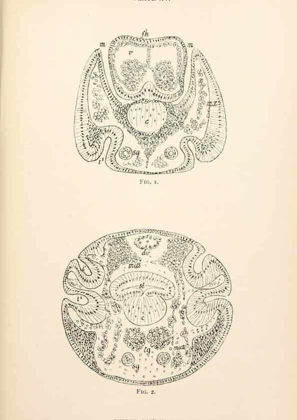 Reproducción/Reproduction 9127783666: The anatomy, physiology, morphology and development of the blow-fly (Calliphora erythrocephala). London,Published for the author by R. H. Porter,1890-95.