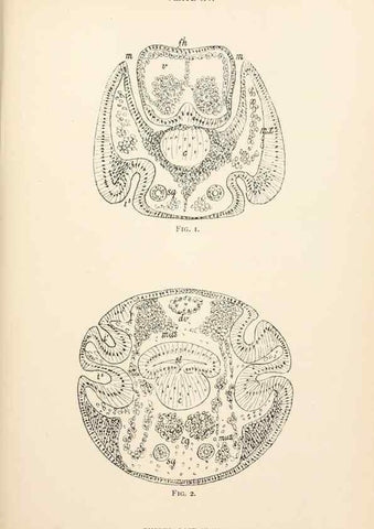 Reproducción/Reproduction 9127783666: The anatomy, physiology, morphology and development of the blow-fly (Calliphora erythrocephala). London,Published for the author by R. H. Porter,1890-95.