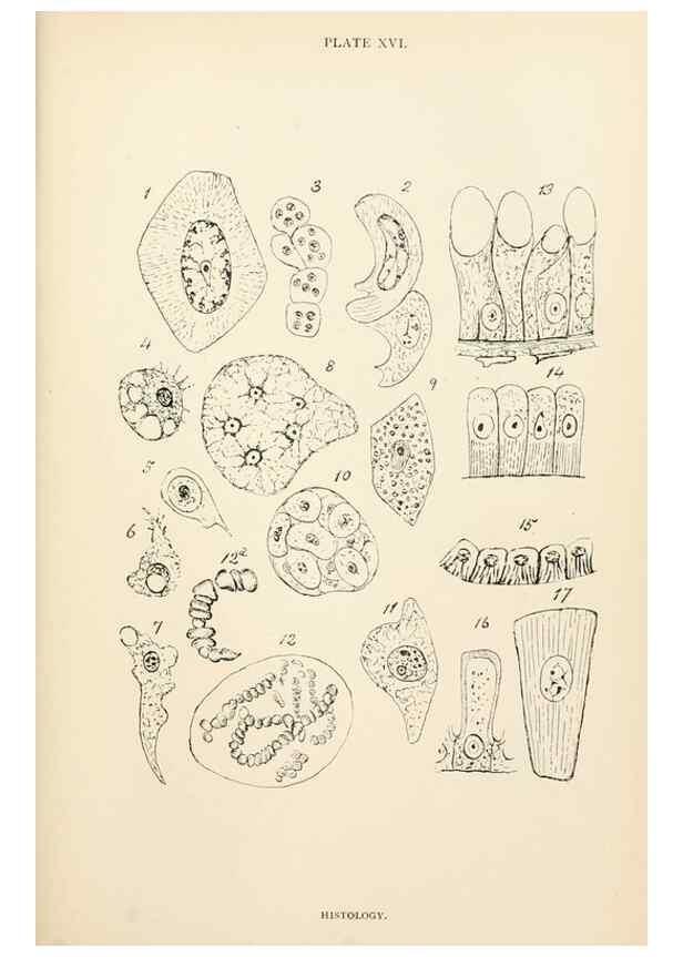 Reproducción/Reproduction 9127785680: The anatomy, physiology, morphology and development of the blow-fly (Calliphora erythrocephala). London,Published for the author by R. H. Porter,1890-95.