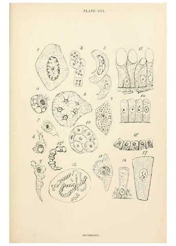 Reproducción/Reproduction 9127785680: The anatomy, physiology, morphology and development of the blow-fly (Calliphora erythrocephala). London,Published for the author by R. H. Porter,1890-95.