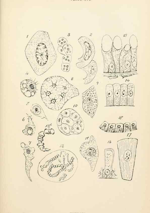 Reproducción/Reproduction 9127785680: The anatomy, physiology, morphology and development of the blow-fly (Calliphora erythrocephala). London,Published for the author by R. H. Porter,1890-95.