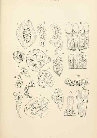 Reproducción/Reproduction 9127785680: The anatomy, physiology, morphology and development of the blow-fly (Calliphora erythrocephala). London,Published for the author by R. H. Porter,1890-95.