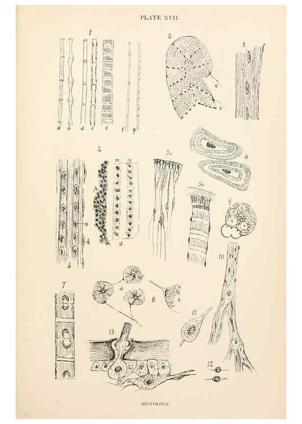 Reproducción/Reproduction 9125568101: The anatomy, physiology, morphology and development of the blow-fly (Calliphora erythrocephala). London,Published for the author by R. H. Porter,1890-95.