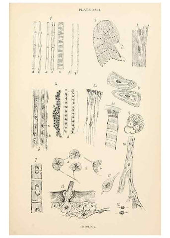 Reproducción/Reproduction 9125568101: The anatomy, physiology, morphology and development of the blow-fly (Calliphora erythrocephala). London,Published for the author by R. H. Porter,1890-95.