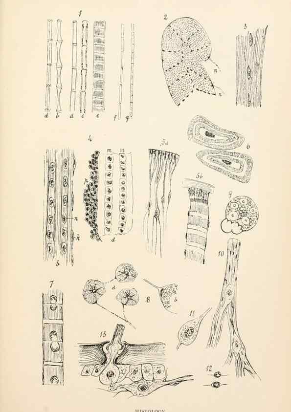 Reproducción/Reproduction 9125568101: The anatomy, physiology, morphology and development of the blow-fly (Calliphora erythrocephala). London,Published for the author by R. H. Porter,1890-95.