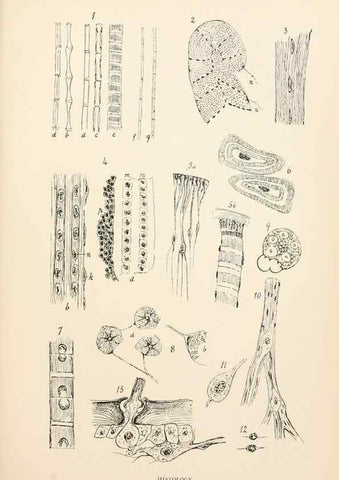 Reproducción/Reproduction 9125568101: The anatomy, physiology, morphology and development of the blow-fly (Calliphora erythrocephala). London,Published for the author by R. H. Porter,1890-95.