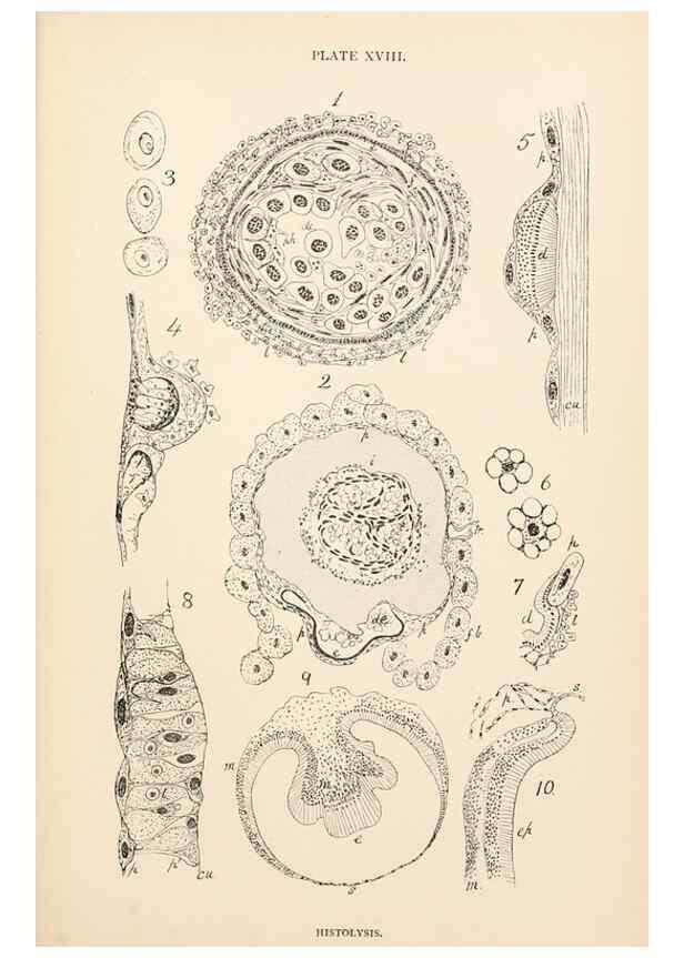 Reproducción/Reproduction 9127789414: The anatomy, physiology, morphology and development of the blow-fly (Calliphora erythrocephala). London,Published for the author by R. H. Porter,1890-95.