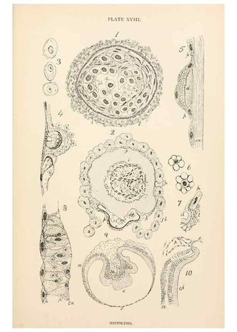 Reproducción/Reproduction 9127789414: The anatomy, physiology, morphology and development of the blow-fly (Calliphora erythrocephala). London,Published for the author by R. H. Porter,1890-95.