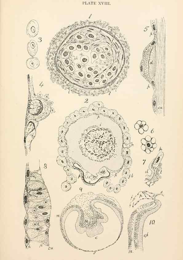 Reproducción/Reproduction 9127789414: The anatomy, physiology, morphology and development of the blow-fly (Calliphora erythrocephala). London,Published for the author by R. H. Porter,1890-95.