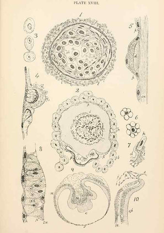 Reproducción/Reproduction 9127789414: The anatomy, physiology, morphology and development of the blow-fly (Calliphora erythrocephala). London,Published for the author by R. H. Porter,1890-95.