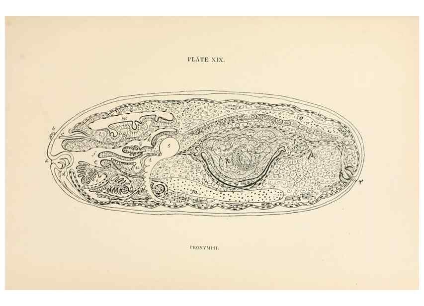 Reproducción/Reproduction 9125571983: The anatomy, physiology, morphology and development of the blow-fly (Calliphora erythrocephala). London,Published for the author by R. H. Porter,1890-95.