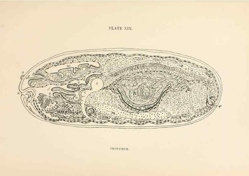 Reproducción/Reproduction 9125571983: The anatomy, physiology, morphology and development of the blow-fly (Calliphora erythrocephala). London,Published for the author by R. H. Porter,1890-95.