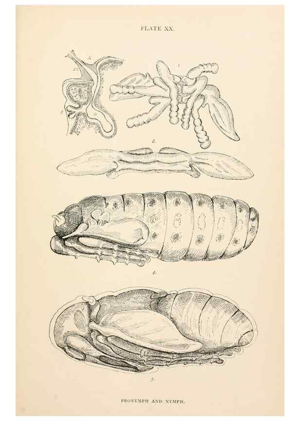 Reproducción/Reproduction 9125573709: The anatomy, physiology, morphology and development of the blow-fly (Calliphora erythrocephala). London,Published for the author by R. H. Porter,1890-95.