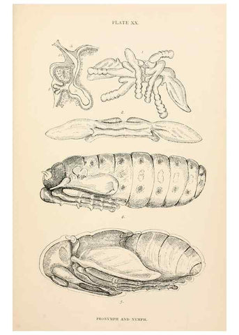 Reproducción/Reproduction 9125573709: The anatomy, physiology, morphology and development of the blow-fly (Calliphora erythrocephala). London,Published for the author by R. H. Porter,1890-95.