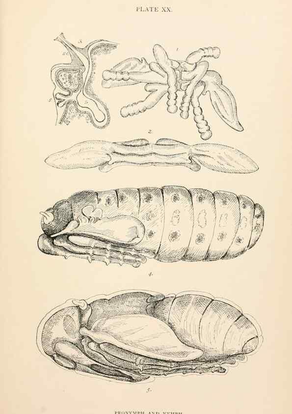 Reproducción/Reproduction 9125573709: The anatomy, physiology, morphology and development of the blow-fly (Calliphora erythrocephala). London,Published for the author by R. H. Porter,1890-95.