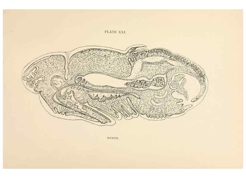 Reproducción/Reproduction 9125575903: The anatomy, physiology, morphology and development of the blow-fly (Calliphora erythrocephala). London,Published for the author by R. H. Porter,1890-95.