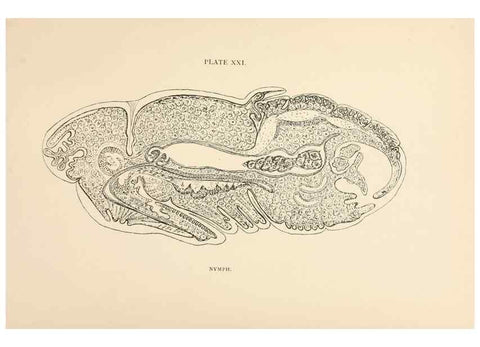 Reproducción/Reproduction 9125575903: The anatomy, physiology, morphology and development of the blow-fly (Calliphora erythrocephala). London,Published for the author by R. H. Porter,1890-95.